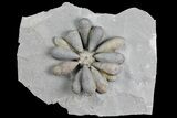 Jurassic Fossil Urchin (Firmacidaris) - Amellago, Morocco #179470-1